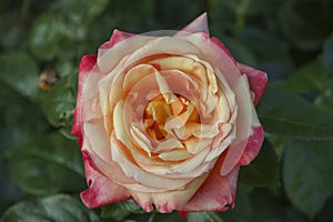 Rose garden Guldemondplantsoen in Boskoop with rose variety Pullman Orient Express