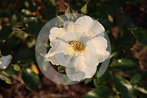 Rose garden Guldemondplantsoen in Boskoop with rose variety Roland Garos Amorina