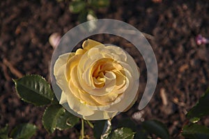 Rose garden Guldemondplantsoen in Boskoop with rose variety Sunmaid