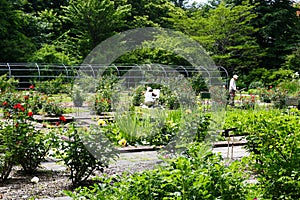 The Rose Garden in Hokkaido University Botanical Garden