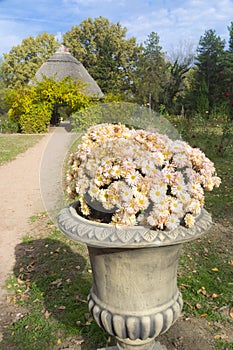 Rose garden with a hut