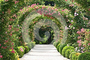 Rose Garden Landscape