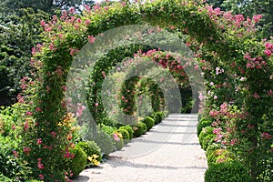 Rose Garden Landscape