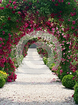 Rose Garden Landscape photo