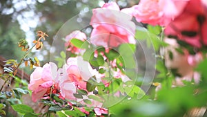 Rose garden from low angle