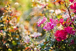 Rose garden in the morning