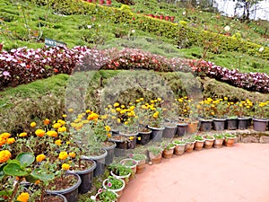 Rose Garden in Munnar, Kerala, India