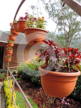 Rose Garden in Munnar, Kerala, India