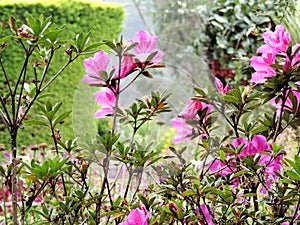 Rose Garden in Munnar, Kerala, India