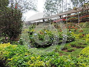 Rose Garden in Munnar, Kerala, India