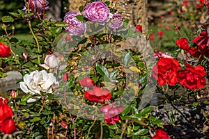 Rose garden near church on the french mountain city. Countryside landscape near a famous french resort Auron, Europe