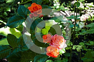 The rose garden. orange rose bush. Beautiful fresh roses in nature. orange tea roses bush in the garden. so soft and tender