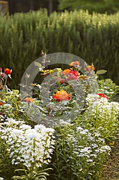 Rose garden with orange roses