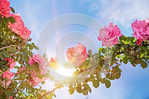 Rose garden over sky.