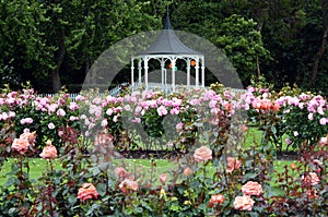 The Rose Garden of Palmerston North NZL