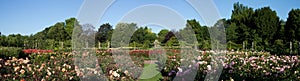 Rose Garden Panorama of the Regent's Park