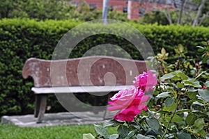 Rose garden with park bench