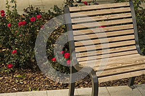 Rose garden in park with empty wooden bench