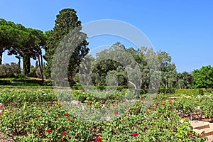 Rose garden, Park Ramat Hanadiv, Israel