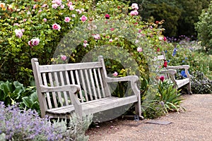 Rose garden in the park with wooden bench