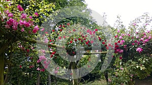 Rose garden in Pithiviers in Loiret