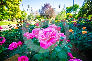 Rose garden plants in sacramento california