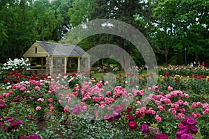 The Rose Garden in Raleigh North Carolina