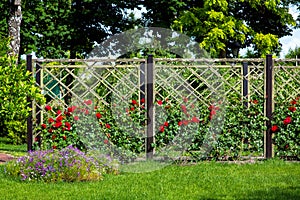 Rose garden of red roses planted and growing on a wooden fence.