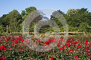 Rose Garden at the Regent's Park