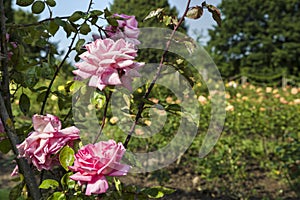 Rose Garden in Regents Park