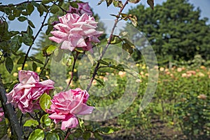Rose Garden in Regents Park