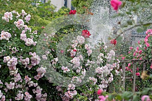 Rose Garden-Rosa chinensis Jacq.