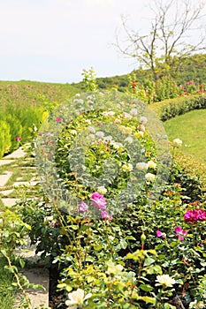 Rose garden in rose garden park