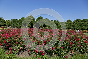 Rose Garden in Schoenbrunn Palace Park