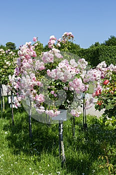 Rose Garden in Schoenbrunn Palace Park