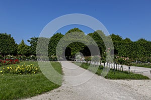 Rose Garden in Schoenbrunn Palace Park