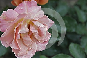 Rose Garden Sherbert Pink Petal Centrino