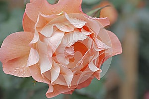 Rose Garden Sherbert Pink Petal Solo Sidewinder