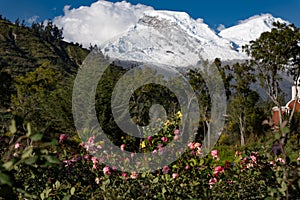 Rose garden and snowy mountain Huascaran.