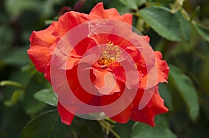 Rose garden in spring. red orange rose bush. beautiful fresh roses in nature. pink tea roses