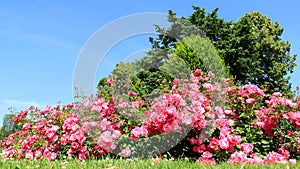 Rose garden in Summer on Baltic Sea Coast