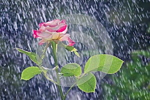 Rose in the garden in summer rain