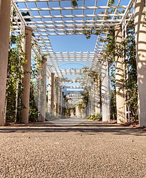 Rose garden trellis path with rose vines