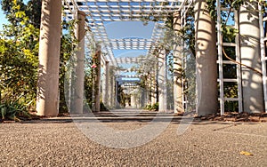 Rose garden trellis path with rose vines