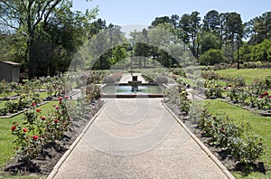 Rose garden in Tyler springtime