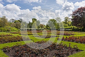 Rose garden under a spring clouded sky