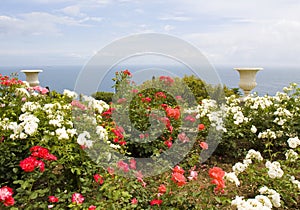 Rose garden with vases and sea