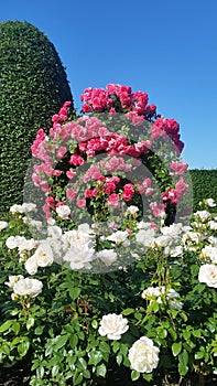 Rose Garden With Warm Sunlight And Clean Blue Sky