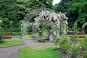 Rose garden at Warwick castle