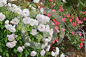 Rose garden with white and pink roses